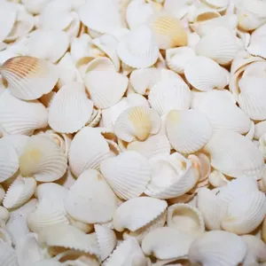 Leikurvo Grote natuurlijke schelpen, 16-18 cm grote oceaanschelpen, schelpen, perfect voor bruiloftsdecoratie, strand, themafeest, woondecoraties, doe -het-zelf kunsthandwerk, schelpverzamelaar