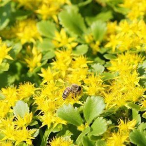 6x Sedum kamtschaticum - Vetkruid - Pot 9x9 cm