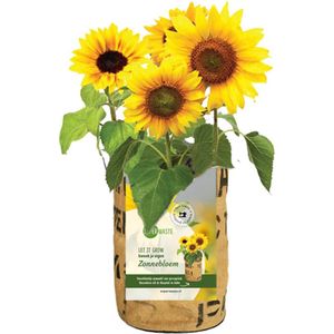 Zonnebloem-kweektuin-kweektuintje-gerecycled-theezakken-fairtrade-stadstuintje-verse bloemen-ecologisch-duurzaam-moederdag-vaderdag-toscaansetuin-italië-mediteraans-gele bloemen-kerst-sinterklaas-verjaardag-groeicadeau-schooltuin-kinder