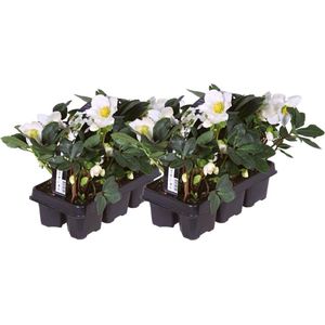 Plants by Frank | Set van 12 kerstroos planten | 12x Helleborus niger 'Christmas Carol' | 7 cm Ø | 15-20 cm  | Winterharde kerstroos planten | Tuinplanten | Herfstplanten