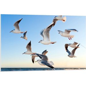 Forex - Vliegende Meeuwen boven het Water - 90x60cm Foto op Forex