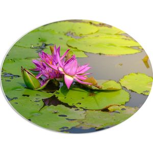 PVC Schuimplaat Ovaal - Paarse Waterlelie Lotusbloem Drijvend op Leliebladeren en Water - 80x60 cm Foto op Ovaal (Met Ophangsysteem)
