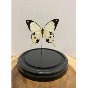 Opgezette Vlinders in Stolp - Vlinder In Glazen Stolp - Vlinderstolp Glas - Wit - 18 cm