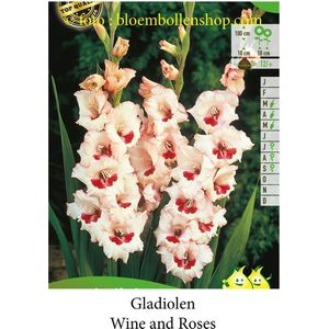 30 bollen GLADIOLEN WINE AND ROSES