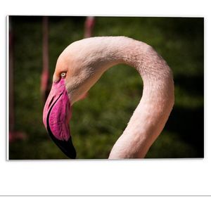 Forex - Hoofd van Roze Flamingo - 40x30cm Foto op Forex