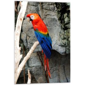 Forex - Felgekleurde Papegaai  - 60x90cm Foto op Forex