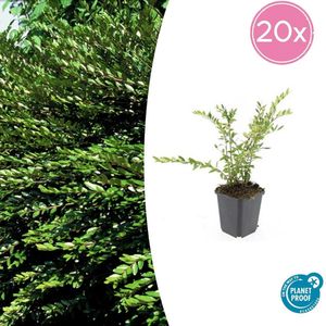 Tuinplantenshop.com | Lonicera pileata 'Purple Pearl' | 20 stuks - Ø9cm - 10-25cm hoog - Tuinplant