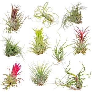 Tillandsia Mix - Luchtplantjes - Set van 10 - Kamerplant - Onderhoudsvriendelijke plant voor binnen