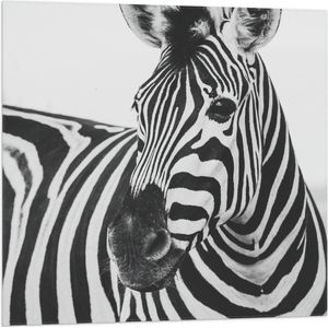 WallClassics - Vlag - Zwart met Witte Zebra - 80x80 cm Foto op Polyester Vlag