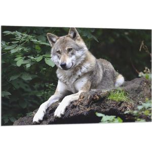 WallClassics - Vlag - Rustende Wolf in de Natuur - 105x70 cm Foto op Polyester Vlag