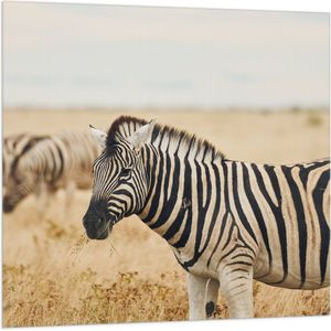 Vlag - Groep zebras in de savanne - 100x100 cm Foto op Polyester Vlag