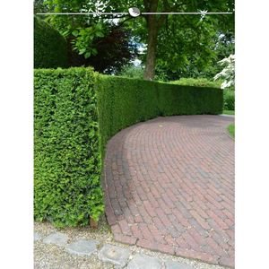 Venijnboom Taxus baccata 100-120 cm, 20x Haagplant