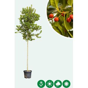 Hulst hoogstam | Ilex 'Nellie R. Stevens' 16-18 cm | Bomenbezorgd.nl