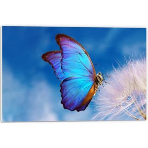 Forex - Blauwe Vlinder op Witte Paardenbloem - 60x40cm Foto op Forex