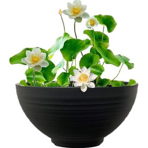 vdvelde.com - Terrasvijver - Witte Lotus - Complete set - 13 planten - Kunststof schaal Ø 40 x H 20 cm