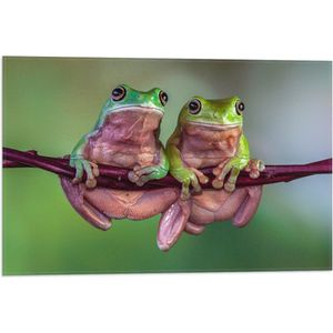 Vlag - Duo Australische Boomkikkers hangend aan Smalle Tak in Groene Omgeving - 60x40 cm Foto op Polyester Vlag