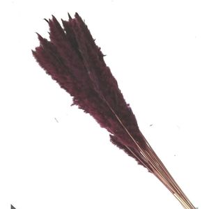 Bordeauxrode gedroogde Pampasgras pluimen fluffy | Lengte 80 centimeter | Per stuk te bestellen