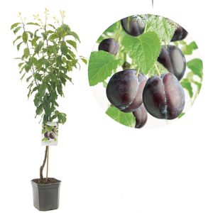 Prunus domestica Hauszwetsche | blauwe pruim | laagstam