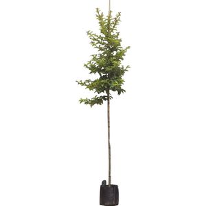 Portugese laurier 'Tico' hoogstam | Prunus lus. 'Tico' 4-8 cm | Bomenbezorgd.nl