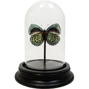 Opgezette Vlinder in Glazen Stolp - Callithea Leprieuri