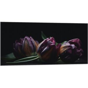 Vlag - Paarse Tulpen in het Donker - Bloemen - 100x50 cm Foto op Polyester Vlag