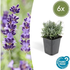 Trendyplants - Lavandula 'Hidcote' - 6 stuks - Lavendel - Winterhard - Hoogte 10-25 cm - Potmaat Ø9cm