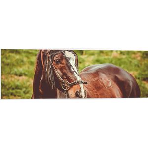 WallClassics - PVC Schuimplaat- Prachtig Paard met Witte Bles - 90x30 cm Foto op PVC Schuimplaat