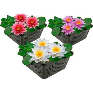 vdvelde.com - Grote Waterlelies - 3 Kleuren - Combi set - 3 planten - Plaatsing: -10 tot -100 cm