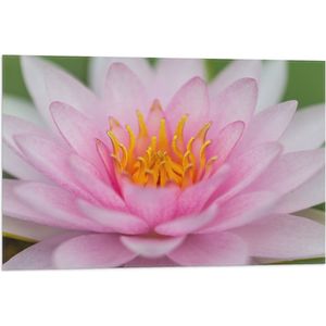 Vlag - Zachtroze Lotus Bloem - 75x50 cm Foto op Polyester Vlag