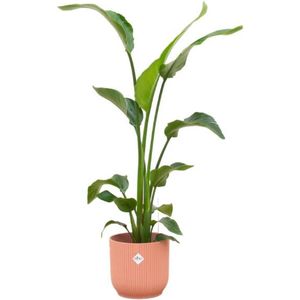 Combi deal - Strelitzia Nicolai inclusief elho Vibes Fold Round roze Ø22 - 120 cm