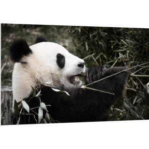 PVC Schuimplaat - Grote Zwart met Witte Panda tussen de Bamboe - 150x100 cm Foto op PVC Schuimplaat (Met Ophangsysteem)