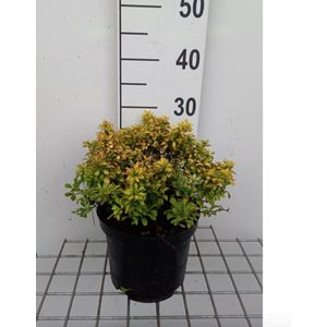 Berberis thunbergii 'Tiny Gold'pbr - Zuurbes 20 - 25 cm in pot