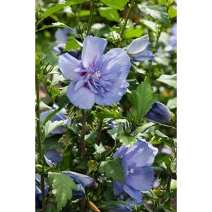 Plants Online - Tuinplanten - Heesters - Set van 1 - Hibiscus syriacus Blue Chiffon - 5 liter pot - Plant 60-70 cm - Altheastruik