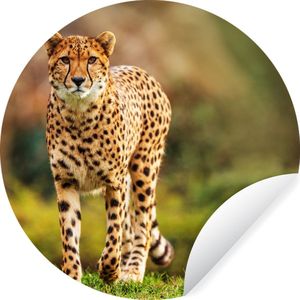 Behangcirkel - Behangcirkel dieren - Cheetah - Gras - Behangsticker - Zelfklevend behang - Rond behang - 50x50 cm - Wanddecoratie rond