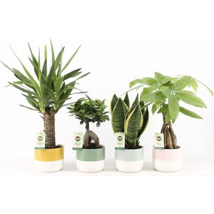 Amazone Mix in Two Tone keramiek ↨ 35cm - 4 stuks - hoge kwaliteit planten