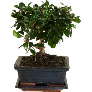 Bloomique - Bonsai Carmona - Bol Vorm - Bonsai Boompje - Kamerplanten - Hoogte 20-30 cm - 15 cm Breed - Inclusief Keramieken Pot en Schaal
