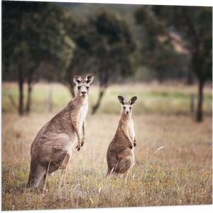 Vlag - Moeder en kind kangaroo zitten en kijken de camera in - 80x80 cm Foto op Polyester Vlag