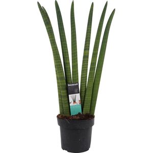 Goed & Groen - Decorum Sansevieria Cylindrica - ↨ 35cm - Potmaat 12 - Kwaliteit Planten - Kamer Plant - Kamerplanten - Sfeer