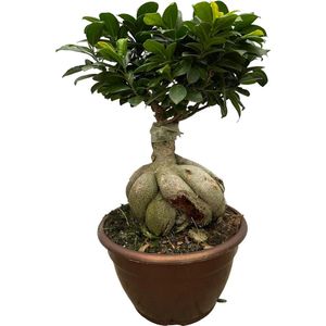 Donkergroene kamerplant gordijnvijg (Ficus Microcarpa Ginseng), ca. 50 cm hoog, Ø25cm