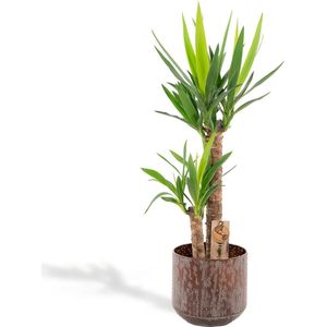 Hello Plants XL Yucca Palmlelie - Ø 21 cm Pot Bruin - Hoogte: 100 cm - Palm Kamerplant
