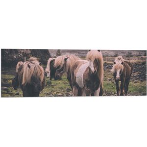 WallClassics - Vlag - Kudde Friese Paarden - 90x30 cm Foto op Polyester Vlag