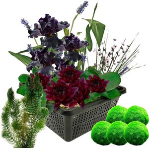 vdvelde.com - Mini vijverset - Zwart + Zuurstofplanten tegen Algen - Combi set - 4 planten - Plaatsing: -10 tot -20 cm