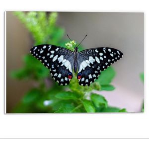 Forex - Bovenaanzicht Zwart/Witte Vlinder op Plant  - 40x30cm Foto op Forex