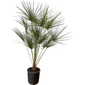 Chamaerops Humilis op stam hoogte ca 160 cm - Ø28cm, dwergpalm voorbinnenof buiten