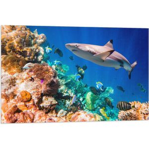 Vlag - Koraal - Vissen - Onderwater - Oceaan - Haai - 90x60 cm Foto op Polyester Vlag