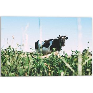 Forex - Koe met Hoorns in het Gras - 60x40cm Foto op Forex