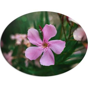 Dibond Ovaal - Roze Oleander Bloem op Donnker Groene Stengels - 108x81 cm Foto op Ovaal (Met Ophangsysteem)