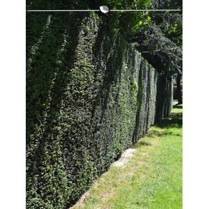 Venijnboom Taxus baccata 60-80 cm in Pot, 5x Haagplant