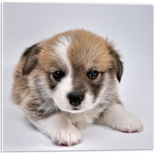 PVC Schuimplaat - Aandoenlijke Bruin met Witte Puppy - 50x50 cm Foto op PVC Schuimplaat (Met Ophangsysteem)