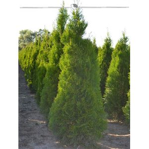 Westerse Levensboom Thuja Smaragd 100-120 cm in Pot, 3x Haagplant